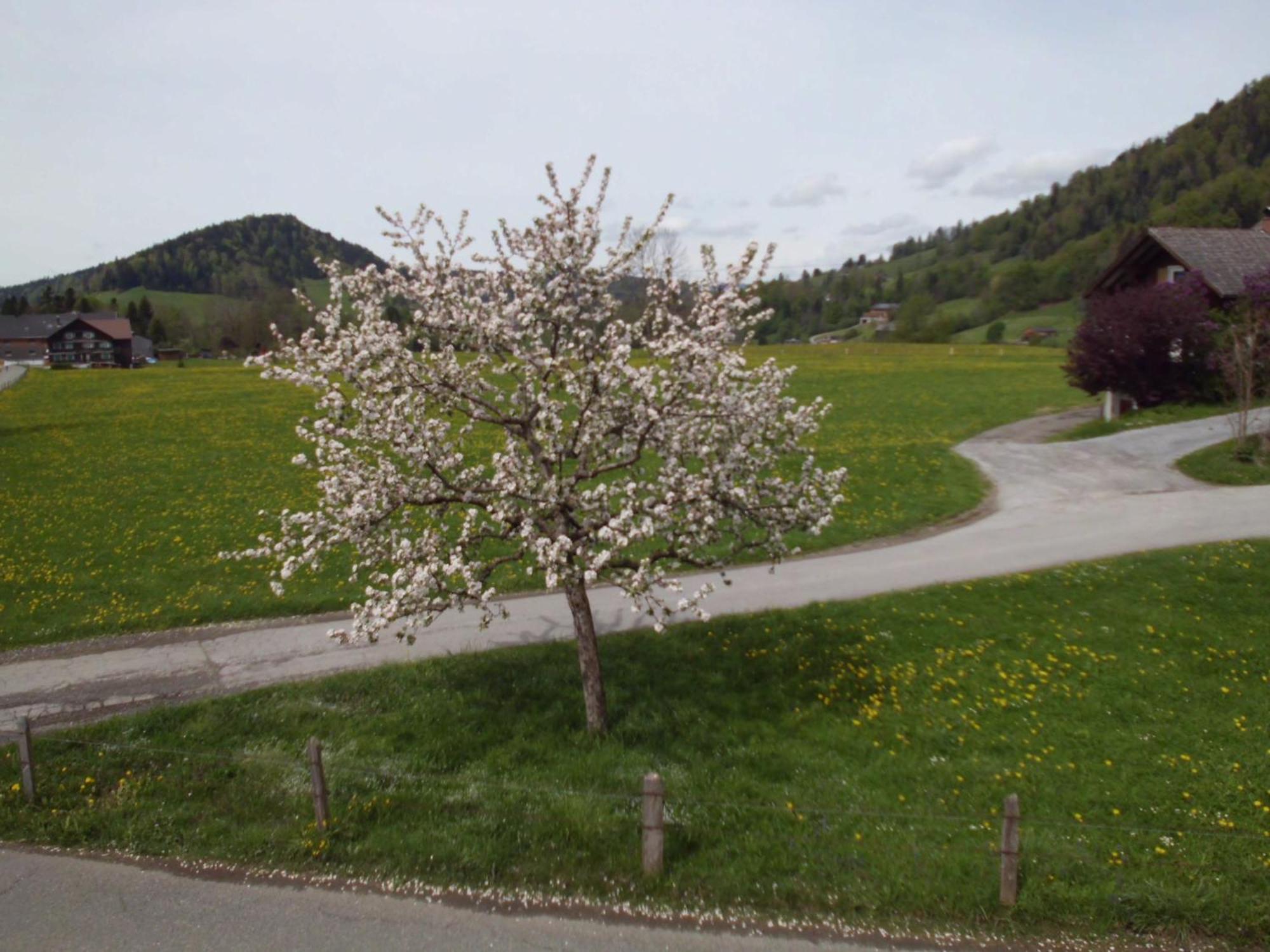 Ferienwohnung Annele Hittisau Exterior foto